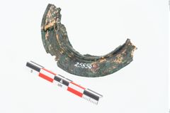 Foto von Bronzephalere (NHMW-PRAE-025856)